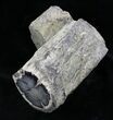 Polished Blue Forest Petrified Wood Limb ( oz) #28345-1